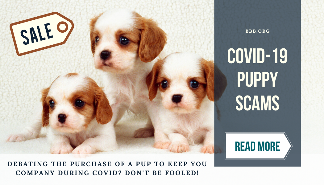 Covid-19 puppy scams