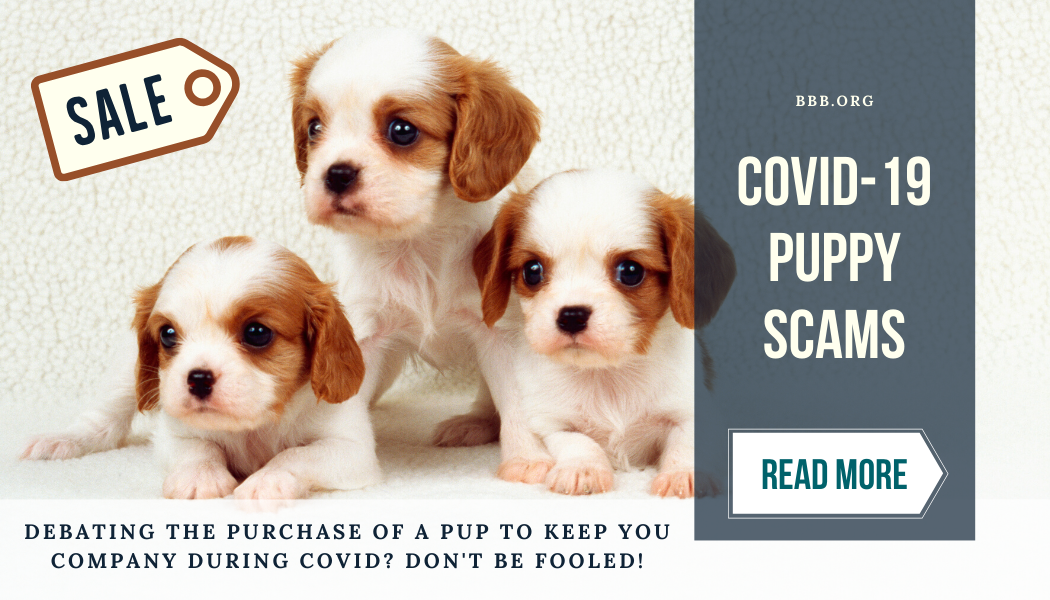 Covid-19 Puppy scams. Read More